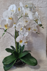 Orchidea vek